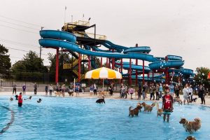 Dog Water Park Day at East Park in London Ontario